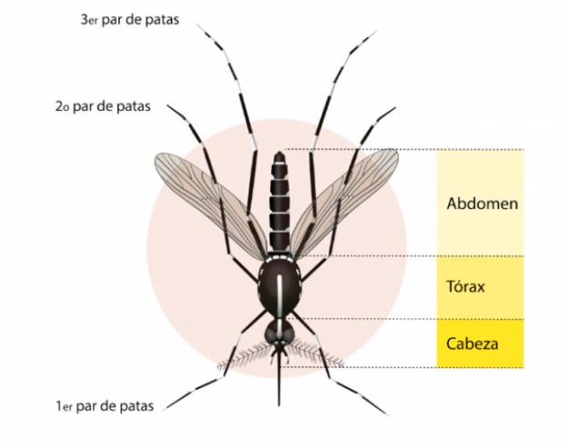 mosquito-tigre-que-es.jpg
