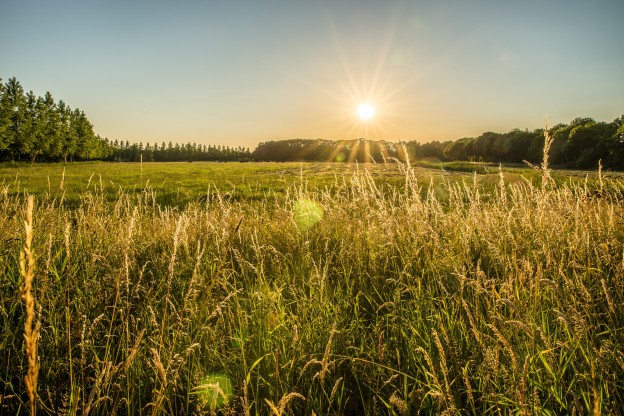 beautiful-shot-grassy-field-trees-distance-with-sun-shining-sky (1).jpg